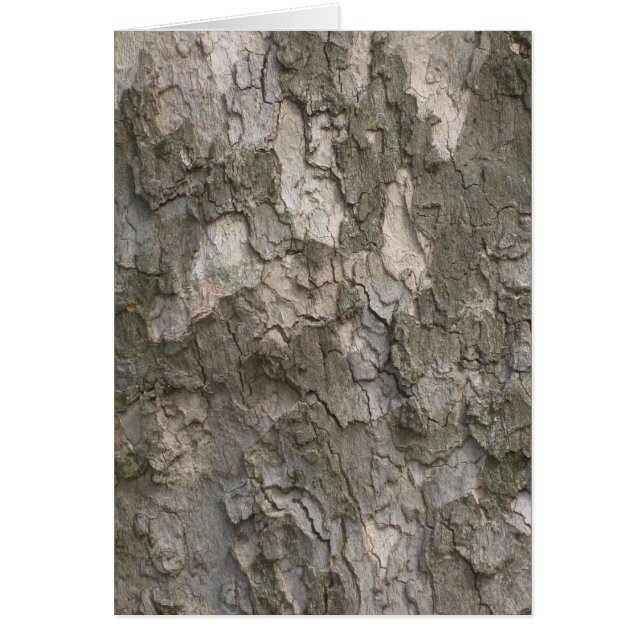 Corteza de Sycamore (Frente)