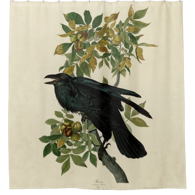Cortina De Ducha Arte clásico Audubon Raven (Anverso)