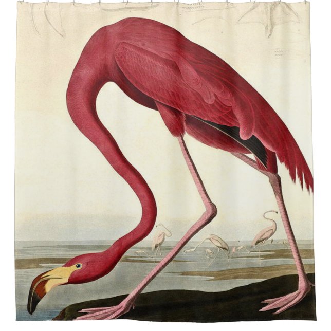 Cortina De Ducha Audubon American Flamingo John James Audubon (Anverso)