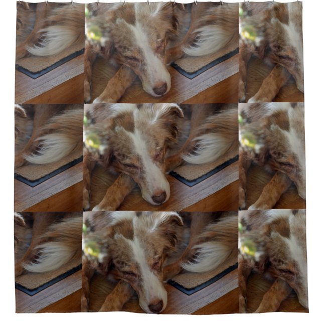Cortina De Ducha australian shepherd red merle sleeping (Anverso)