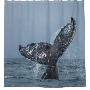 Cortina De Ducha Azul gris ballena ale mar animal
