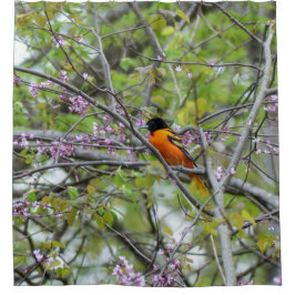 Cortina De Ducha Baltimore Oriole