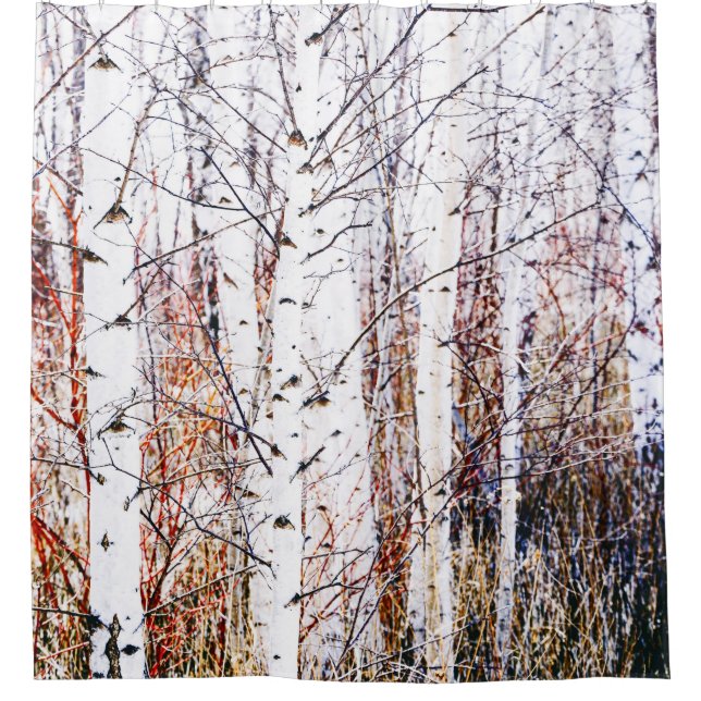 Cortina De Ducha Bosque de Birch Trees de papel blanco (Anverso)