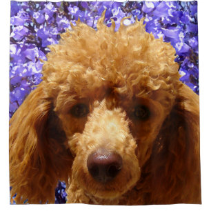 Cortina De Ducha Caniche lindo