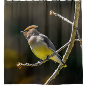 Cortina De Ducha Cedar Waxwing Songbird Foto original de ave silves