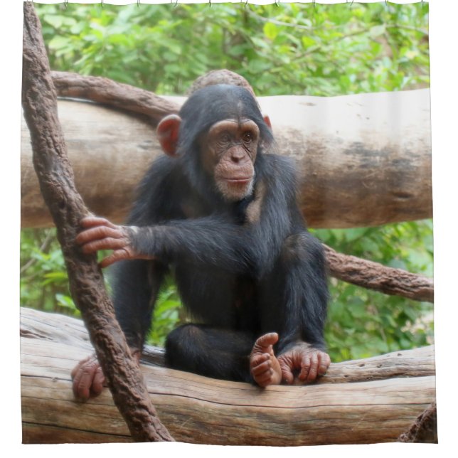 Cortina De Ducha Chimpanzee 001 (Anverso)