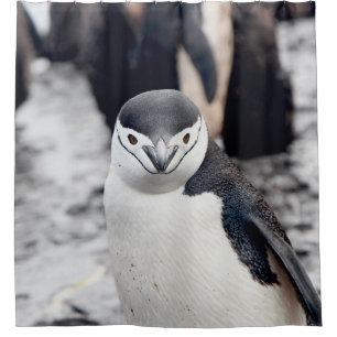 CORTINA DE DUCHA CHINSTRAP PENGUIN