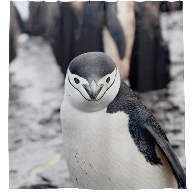 CORTINA DE DUCHA CHINSTRAP PENGUIN (Anverso)