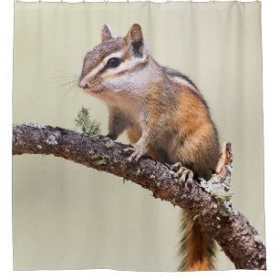 Cortina De Ducha Chipmunk lindo y rechoncho