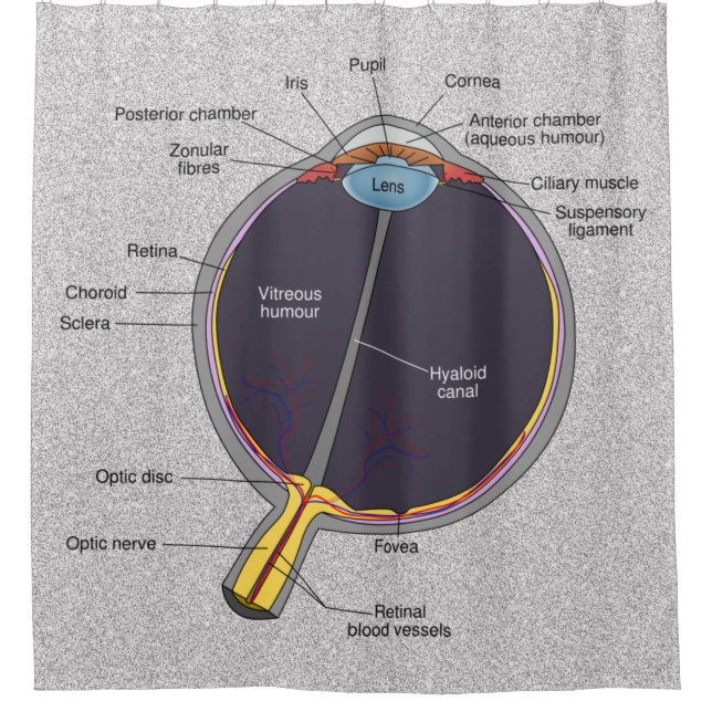 Cortina de ducha de anatomía ocular (Anverso)