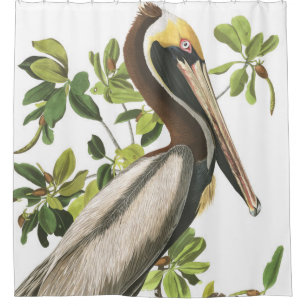 Cortina de ducha de la fauna de Audubon del pájar