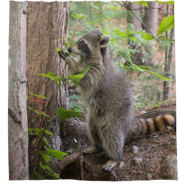 Cortina de ducha del mapache (Anverso)