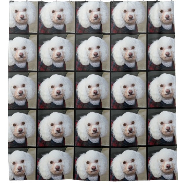 Cortina de ducha del perro de caniche (Anverso)