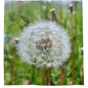Cortina De Ducha Diente de León Perfecto – Fotografía Macro Botánic