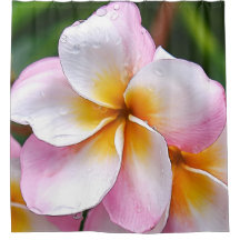 Dream Palette: Franjipani flower