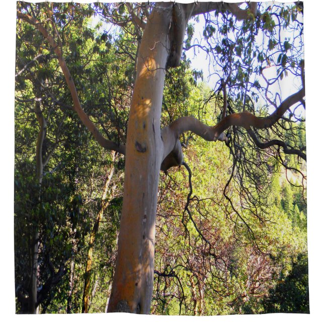 Cortina De Ducha El árbol embrujado..... (Anverso)