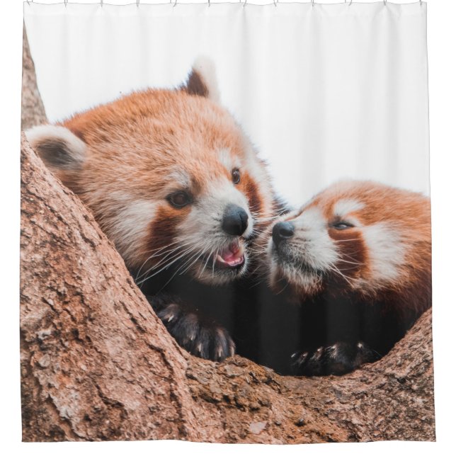 CORTINA DE DUCHA FAMILIA CUTE KOALA BEAR (Anverso)