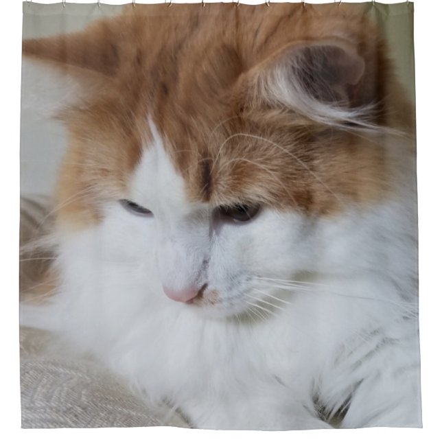 Cortina De Ducha (Fancy felino) Contemplación gitana: foto de gato (Anverso)