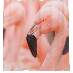 Cortina De Ducha Flamingo chileno (Phoenicopterus chilensis), con