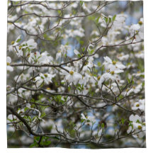 Flores de la flor blanca del árbol de Dogwood