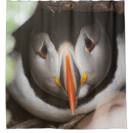 Cortina De Ducha Fotografía del frailecillo