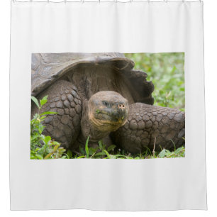 Cortina De Ducha Giant turtle