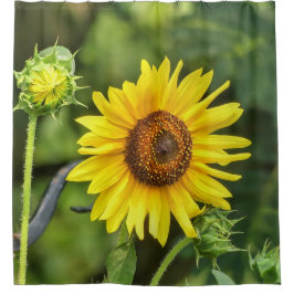 Cortina De Ducha Girasol