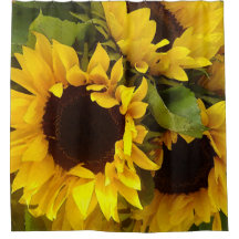 Girasoles