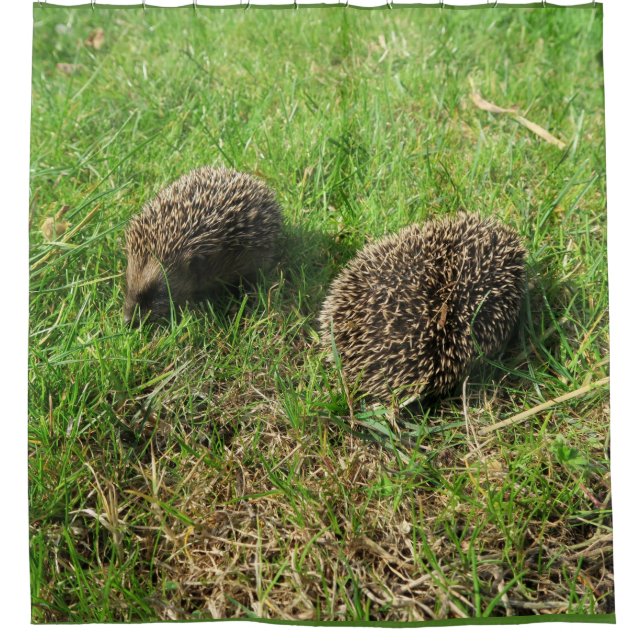 Cortina De Ducha hedgehog (Anverso)