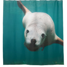 Hermoso león marino