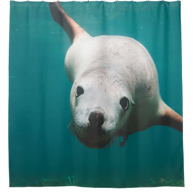 Cortina De Ducha Hermoso león marino (Anverso)