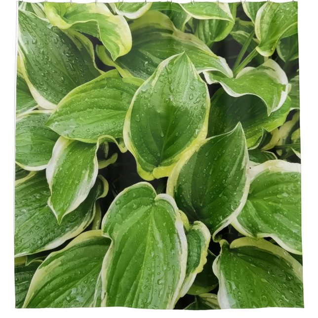 Cortina De Ducha hojas verdes (Anverso)