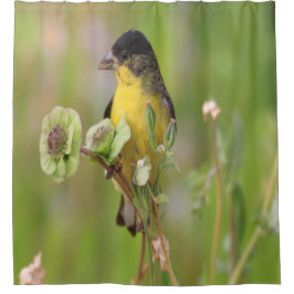Cortina De Ducha Hombre Goldfinch encaramado en flores