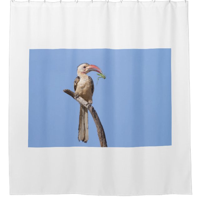 Cortina De Ducha Hornbill rojo (Anverso)