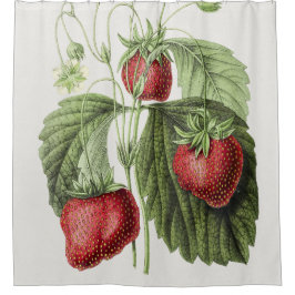 Cortina De Ducha Ilustracion antiguo de Fraise reine des belges.