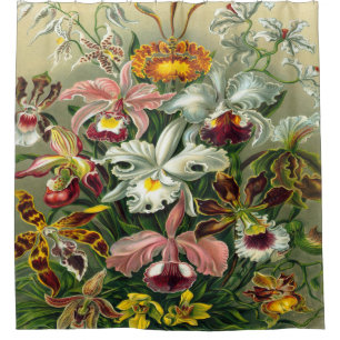 Cortina De Ducha Impresión del arte de Ernst Haeckel: Orchidae