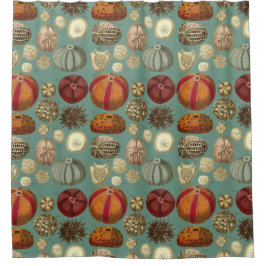 Cortina De Ducha Intestina y moluscos Linnaei