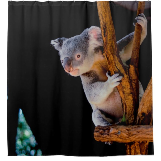 Cortina De Ducha Koala Cute en gris árbol (Anverso)
