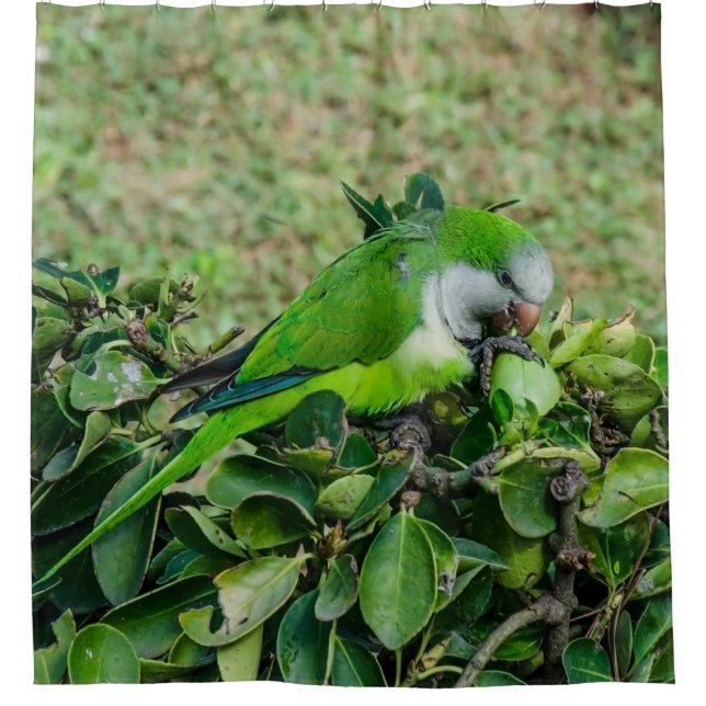 Cortina De Ducha Loro verde (Anverso)