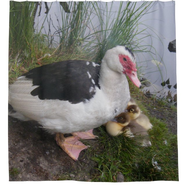 Cortina De Ducha Mamá y anadones del pato de Muscovy (Anverso)