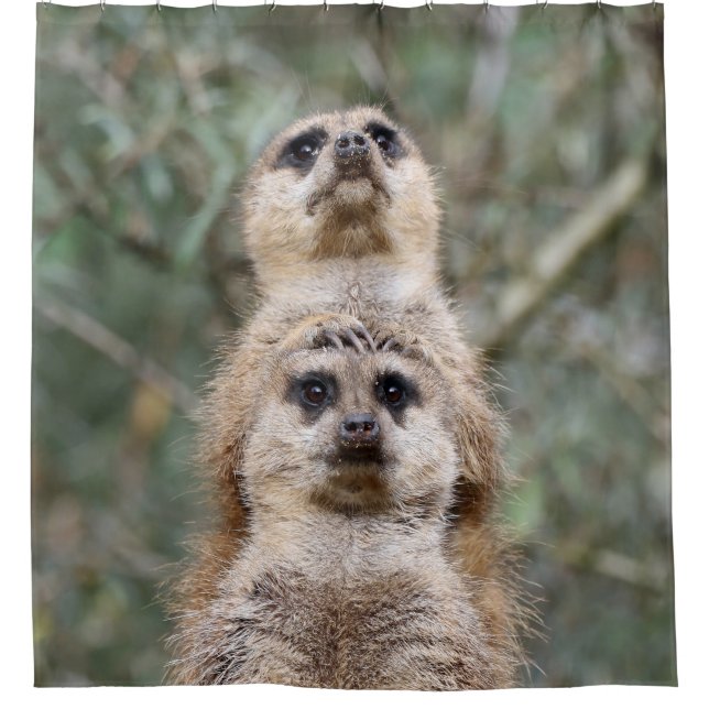 Cortina De Ducha Meerkat 081 (Anverso)