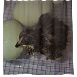 Cortina De Ducha Minutos viejos