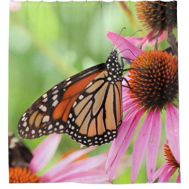 Cortina de ducha monárquica (Anverso)