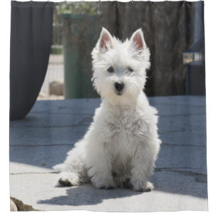 Cortina De Ducha Montaña del oeste blanca Terrier que se sienta en