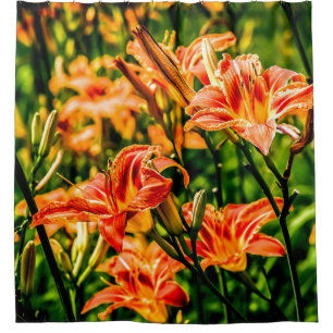 Cortina De Ducha Naranja Daylilies Flowers