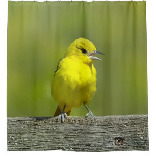 Cortina De Ducha Orchard Oriole - Fotografía Original