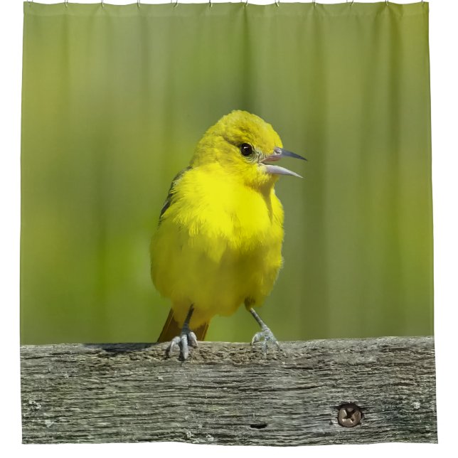 Cortina De Ducha Orchard Oriole - Fotografía Original (Anverso)
