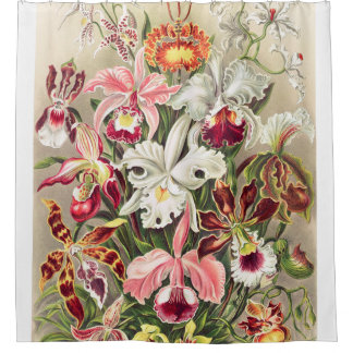 Cortina De Ducha Orchideae Denusblumen A Giltsch Por Ernst Haeckel
