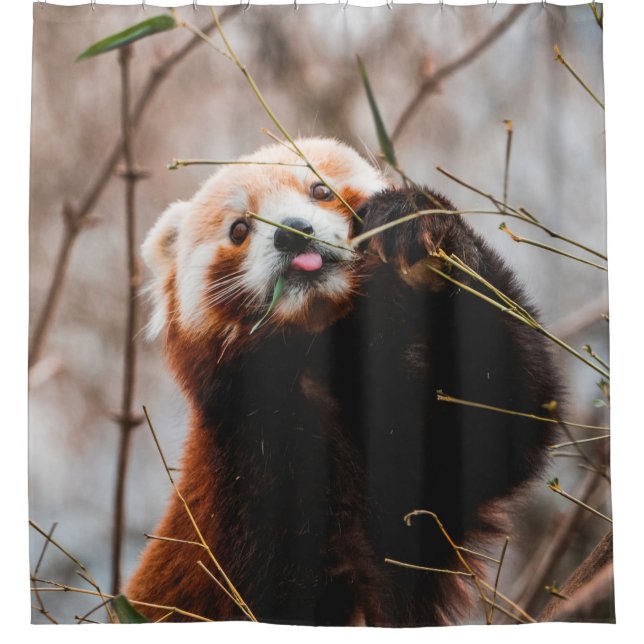 CORTINA DE DUCHA OSO CUTE KOALA (Anverso)