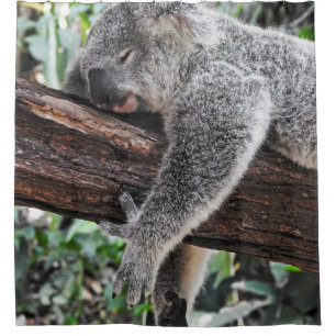 CORTINA DE DUCHA OSO KOALA DURMIENDO EN ÁRBOL